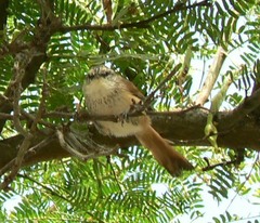Necklaced Spinetail photo 2