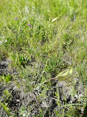 Bupleurum multinerve