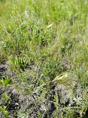 Bupleurum multinerve