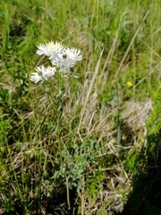Thalictrum petaloideum