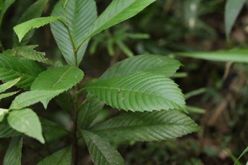 Image of Tetracera sarmentosa by no rights reserved