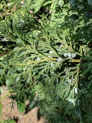 Juniperus scopulorum