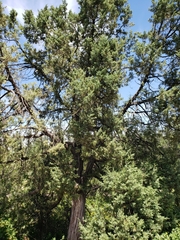 Juniperus scopulorum