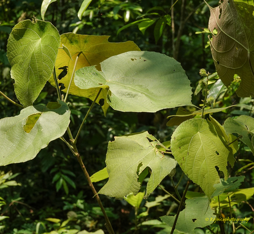 Macaranga mauritiana · iNaturalist