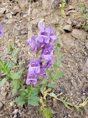 Penstemon venustus