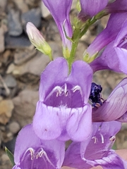 Penstemon venustus
