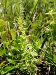 Cruciata glabra krylovii