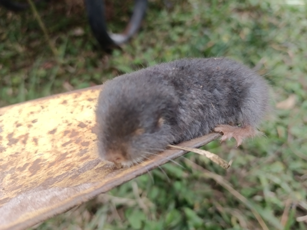Natal Mole-rat