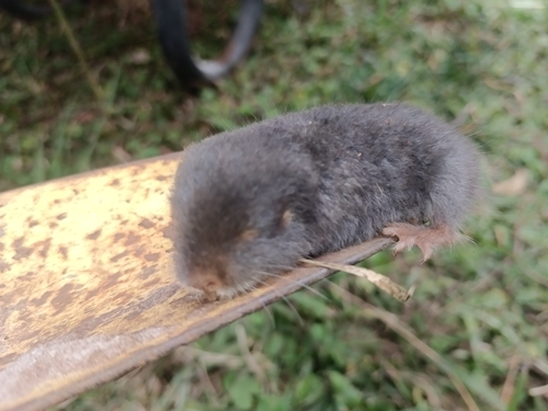 Natal Mole-rat