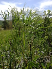 Peucedanum morisonii