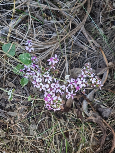 Image of Pericallis aurita by (c) Vítor Jorge, some rights reserved (CC BY)