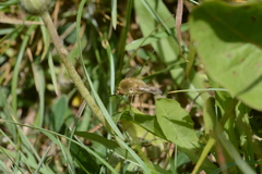 Bombylius canescens