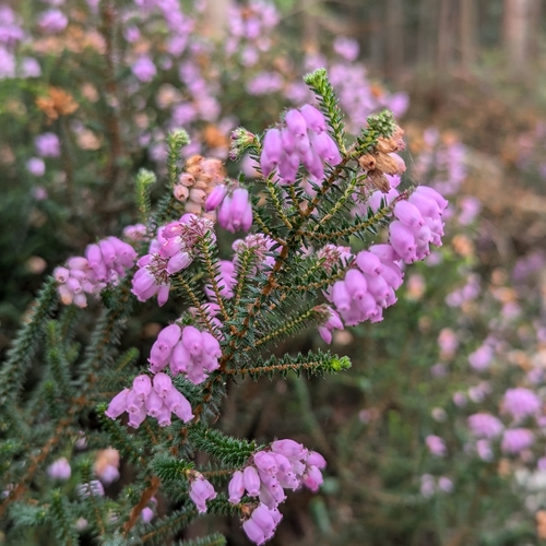 Erica mackayana Bab.