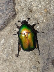 Protaetia cuprea cuprea