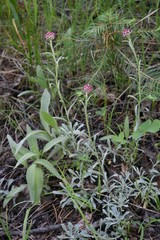 Antennaria rosea