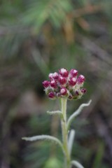 Antennaria rosea