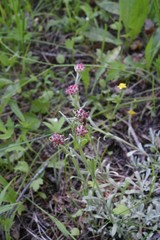 Antennaria rosea