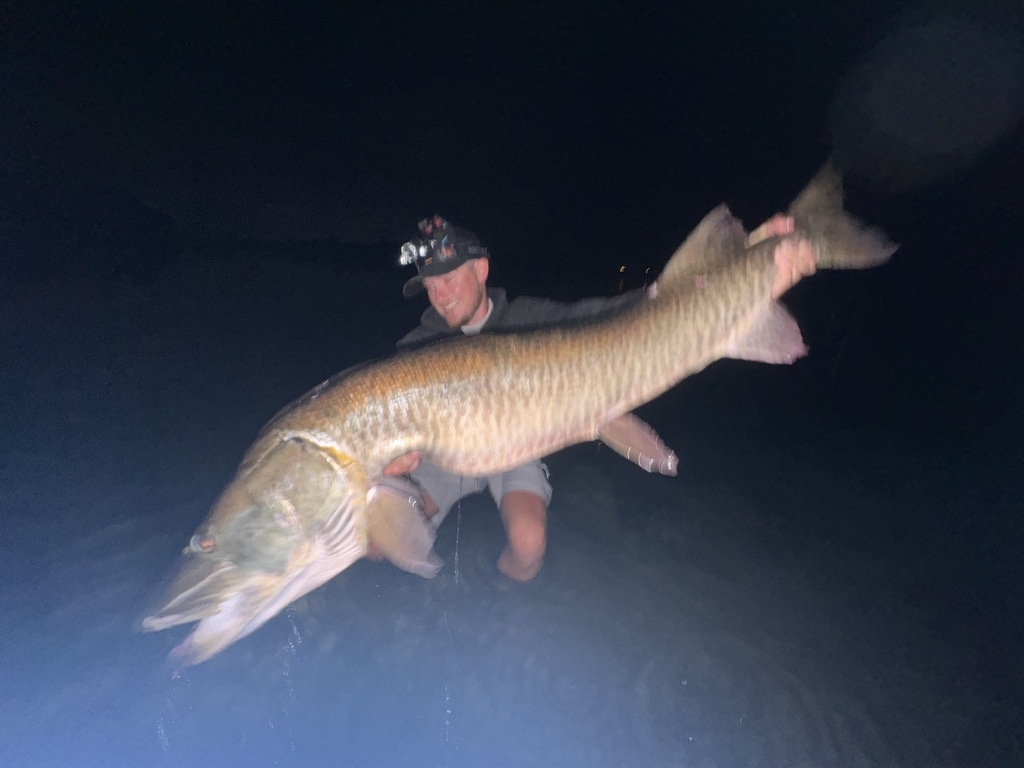 Allegheny River pike (Esox masquinongy) — Esocidae