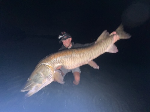 Allegheny River pike (Esox masquinongy) — Esocidae