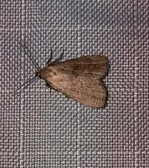 Hypenodes fractilinea