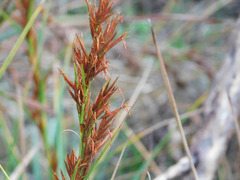 Schoenus grandiflorus