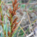 Large Flowered Bog-Rush - Photo (c) ladyrobyn, some rights reserved (CC BY-NC), uploaded by ladyrobyn
