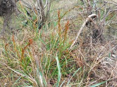 Schoenus grandiflorus