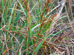 Schoenus grandiflorus