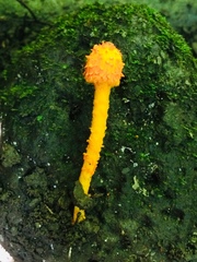 Agaricus trisulphuratus