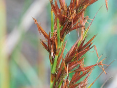 Schoenus grandiflorus