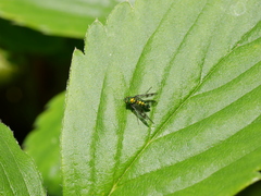 Condylostylus occidentalis