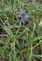 Camassia quamash