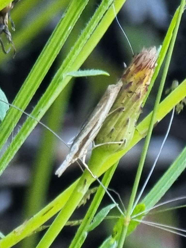 Agriphila atlanticus