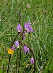 Primula tetrandra
