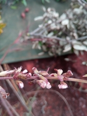 Orthosiphon sarmentosus