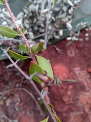 Orthosiphon sarmentosus