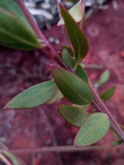 Orthosiphon sarmentosus