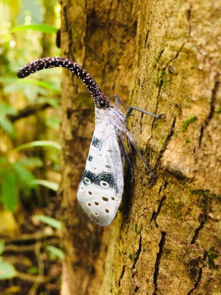 Pyrops coelestinus