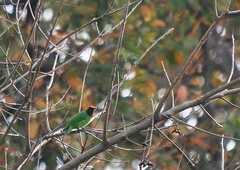 Chloropsis aurifrons