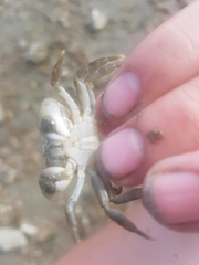 Hemigrapsus