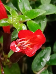 Aeschynanthus radicans