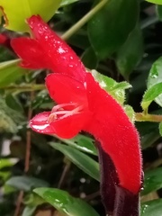 Aeschynanthus radicans