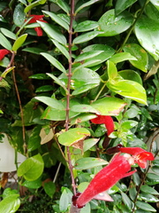 Aeschynanthus radicans