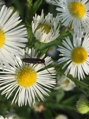 Phytoecia rufiventris