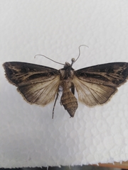 Agrotis trifurca