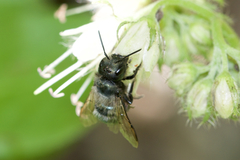 Osmia lignaria lignaria