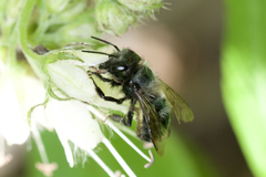 Osmia lignaria lignaria