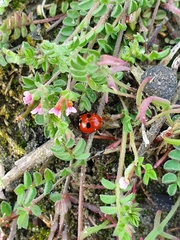 Coccinella quinquepunctata