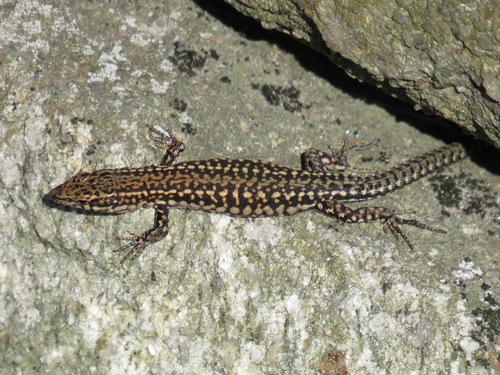 Podarcis lusitanicus