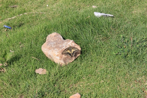 Old World Swallowtail
